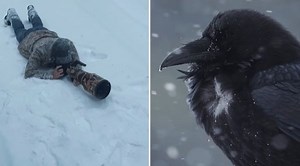 A Photographer's Stunning Encounter With A Raven In A Snowstorm
