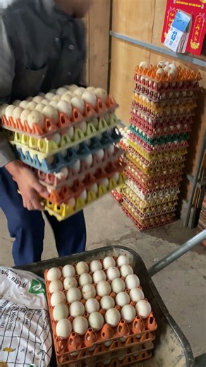 How to raise ducks: How to neatly organize eggs for beginners | Practical duck farm guide