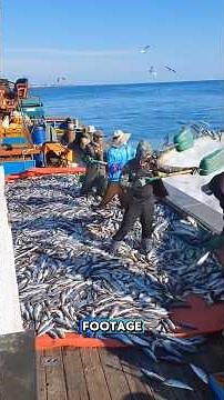 Feeding Giants: Inside the World of Massive Bluefin Tuna Farming! #tuna