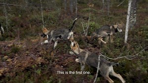 Meet Bearhill Husky's cute Alaskan Husky puppies! Did you know that you can meet husky dogs and try dog sledding this autumn in Rovaniemi, Lapland? Bearhill Husky Tours' enthusiastic dogs will take you down the forest trail for an unforgettable experience. Read more & book your holiday now: https://bearhillhusky.com/ | Discovering Finland