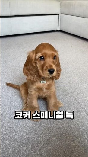 코커 스패니얼 특징