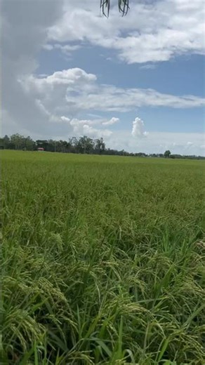 Rice field scenery during the rainy season🌧️🍃🌿🌾#love #like #field