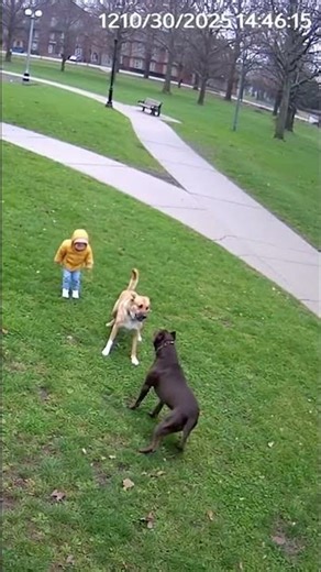 This Dog Risked Everything to Protect the Child