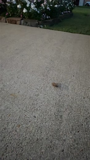 What is this demonic insect?!? | Texas Garden Guy