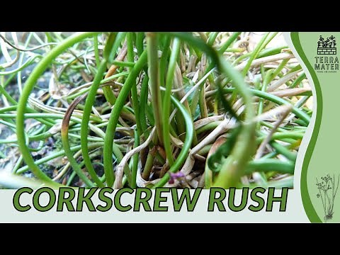 CORKSCREW RUSH Information, Description & More! (Juncus effusus 'Twister')