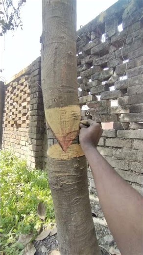 Amazing Optical Illusion! Converting Tree into a Giant Pencil #youtubeshorts #eyesketch #drawing