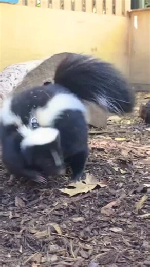 New Skunk on the Block Shows Off Her Tricks at Philadelphia Zoo