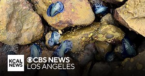 Thousands of "By-the-Wind Sailors" wash ashore Ventura County beaches