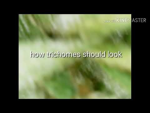 How trichomes should look at time of harvest