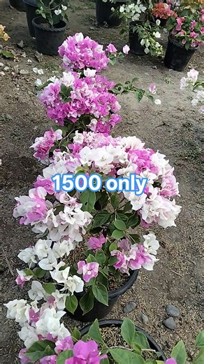 👉5 Pots splash 👉1500 only 👉Loc. Magsingal Ilocos Sur bus ship Tru partas cargo only | Sylvia Ugale