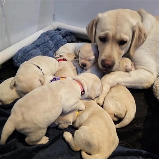 92K views · 4.1K reactions | Family | Dog lover | Facebook