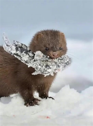 American mink (Neovison vison) and its winter prey. American minks are active year-round and do not fully hibernate. During winter, they often choose rivers and lakes that are not completely frozen to hunt fish near the water’s edge or beneath thin layers of ice. They may also hunt rodents and other small animals living in burrows along riverbanks. | K Line Global