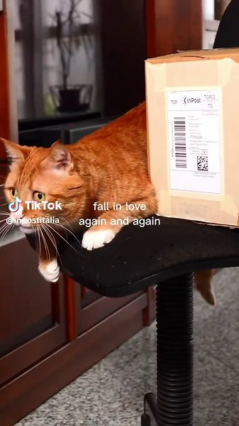 I nostri locker amano vedervi arrivare con i vostri amici pelosi #InPost #InPostItalia #LockerInPost #Locker #InPostPeople #spedizioni #corriere #pacco #shopping #clienti #pov #tiktoktrend #fallinlove