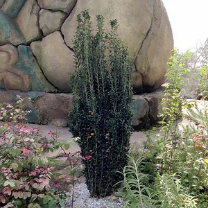 Sky Pencil Holly Tree