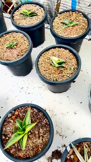 Beautiful Sansevierias | Pung Soonton