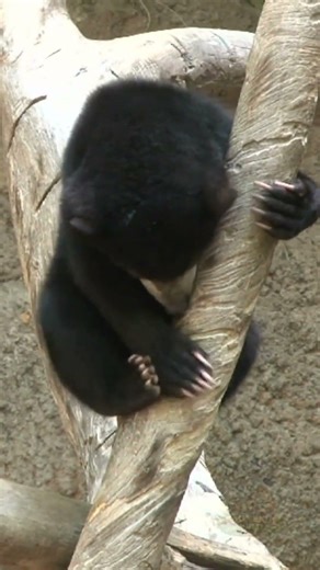 Baby Black Bear Learning to Climb 🐻🌲#shorts #babybear #faunexiawild #cuteanimal