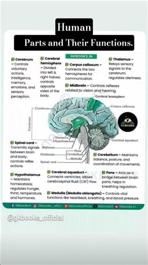 The Incredible Functions of the Human Brain