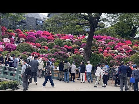 Nezu Shrine Azalea Festival 2024