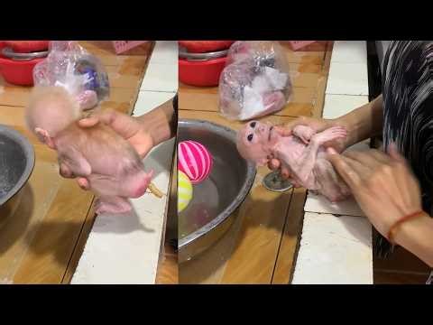 Newborn Baby Monkey First Bath 🐒🛁 | So Tiny & Adorable!