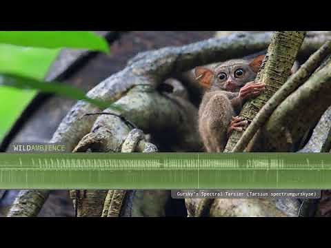 Tarsier Sounds - The high-pitched squeaks & calls of Spectral Tarsiers in Indonesia.
