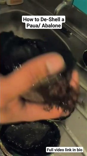 How to de-shell a Paua/ Abalone in NZ #diving #fyp #nz #freediving #paua #kai #moana #wellington