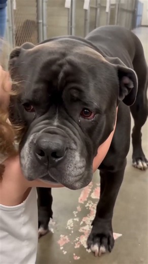 Little Girl Shares a Shelter Kiss With a Big Dog