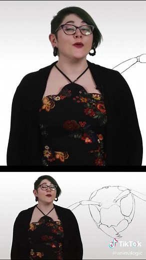 A tarantula hawk's sting can paralyze you for 5 minutes #fyp #nope #cursed #sting #wasp #nature #wildlife