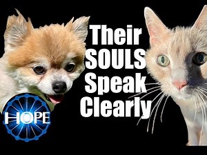 Using the Spirit Box with our Pets- INSANE communication with Animals