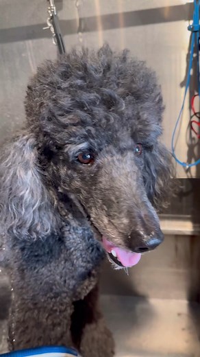 Clean Poodle Grooming Revelation