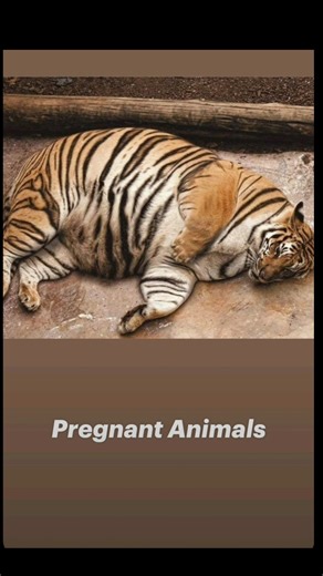 Animals During Pregnancy 🤰😍 | Animal Look #animals #animalfacts #shorts #pragnent #animals #facts