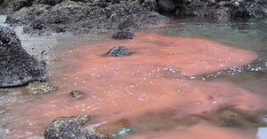 Japan’s secret garbage problem–and what you can do to help