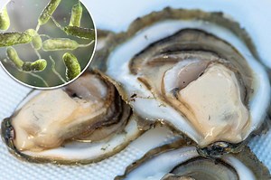 Man dies after eating raw oysters as fears grow over lethal bacteria spread by hurricanes