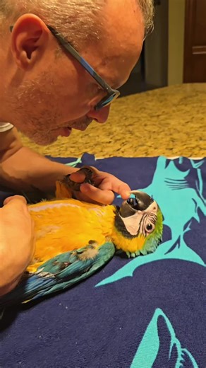 Caring for Baby Macaws: Tips and Tricks