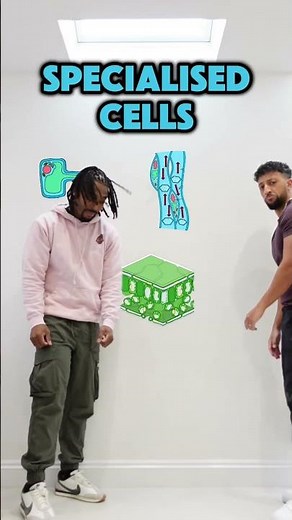 Plant cell specialisation - GCSE Biology RAP 🤯🤯