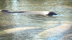 1K reactions · 271 shares | #MySprings The manatees didn’t waste any time checking out the District’s recently completed shoreline stabilization project at Three Sisters Springs in Citrus County. The colder temperatures have sent the manatees flocking to the warmer waters of the springs for refuge. The project, completed earlier this month, restored the shoreline to help reduce erosion and restore critical manatee habitat. | Southwest Florida Water Management District | Facebook