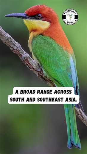 Chestnut-headed Bee-eater #shorts #birds