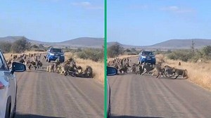 Fierce baboons challenge leopard in battle for survival, video gets 47m views