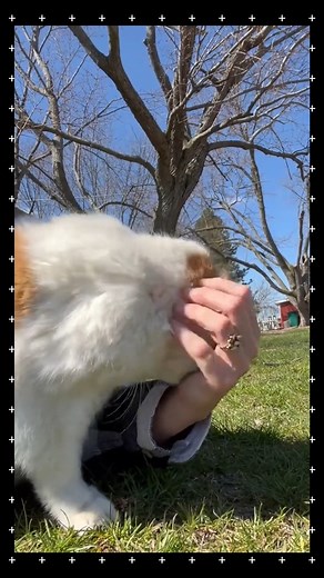 9.6K views · 272 reactions | Cute cat sounds! ❤️ #catsoftheworld #funnycatvideos #funnycatsofinstagram #catsfunnyvideos #FunnyCats | Catify | Facebook