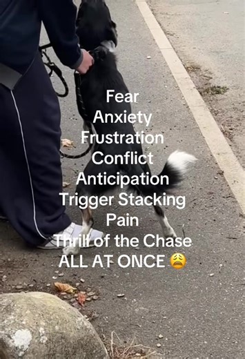 Understanding Car Chasing Behavior in Collies