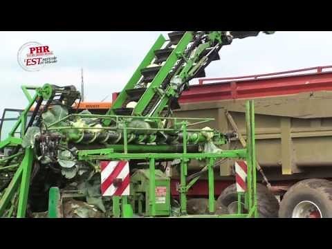 Sauerkraut from A to Z