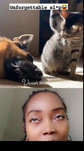 4.8K views · 44 reactions | “Cat reset his whole system with one slap.” #funnyreelsvideo #funnyreels #funnyvideos #cats #dog | Vivian Imadojemu | Facebook