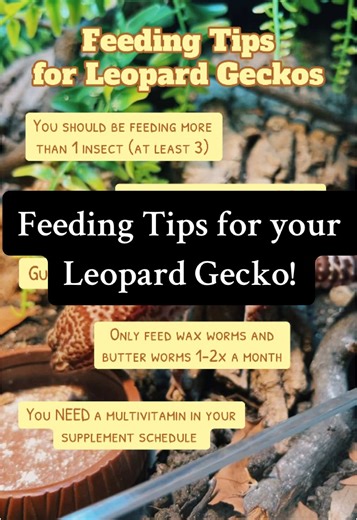 Leopard Gecko Feeding Tips: Essential Insect Choices