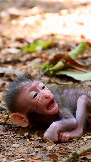 Why did she scream and leave him alone? 💔🐒 The baby's cry is heartbreaking... #monkey #sad #wildlife #babyanimals #nature | Monkey Sora US