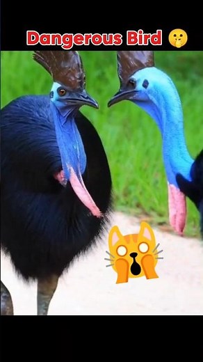 Cassowaries Flightless bird #facts #birds
