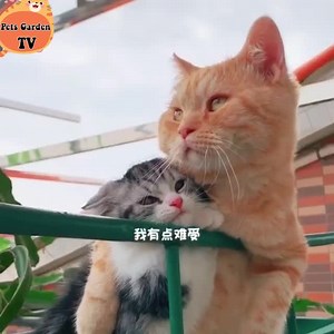 361K views · 60K reactions | Growing up together❤️ | Cute Cat Animals | Facebook