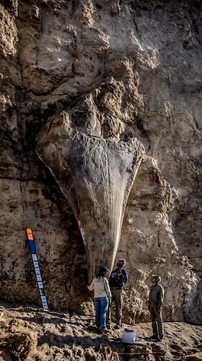 Massive Megalodon Tooth Found Embedded in Cliffside of New Zealand Coast