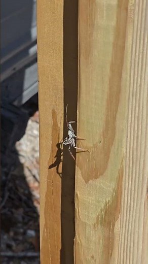 Arilus cristatus, also known as the North American wheel bug or simply wheel bug.
