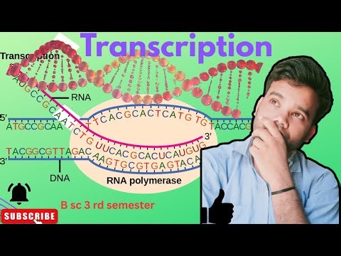 #transcription #formation of rna #b.sc 3 semester #class 12 #transcription unit