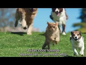 Be more dog - Anuncio O2 (Subtítulos castellano)