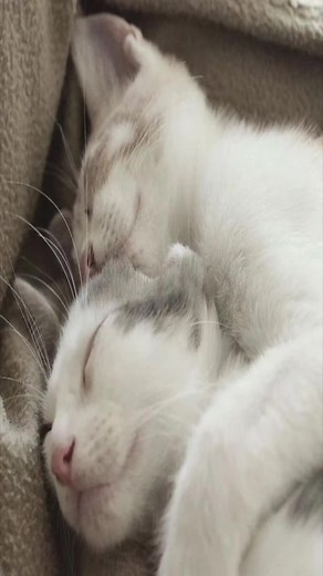 Kittens hug each other. Follow for more cats like this → #LOL #mini #cats #cat #fupシ